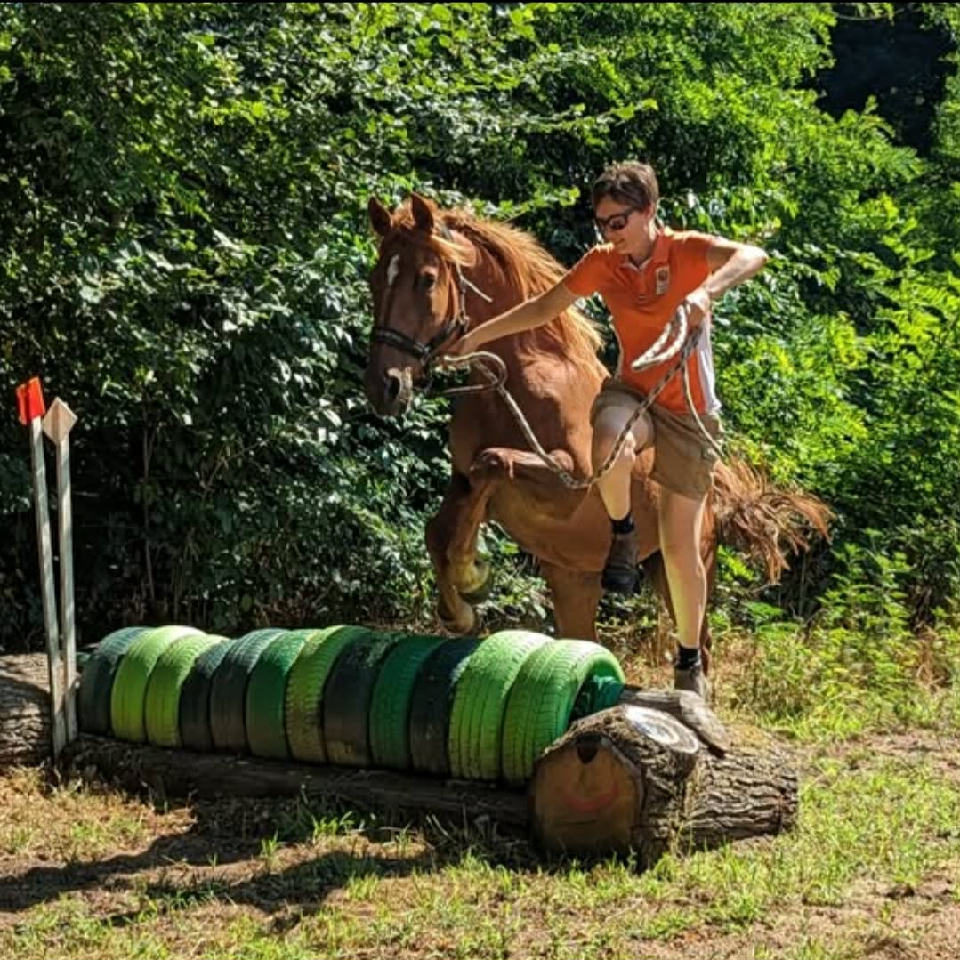 Découverte du cross - saut d'obstacle naturel avec EquiSoph'Armonie en Saône-et-Loire