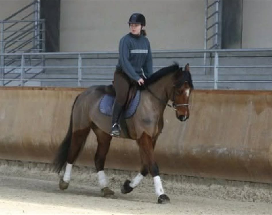 Travail en manège - cours d'équitation raisonnée en Saône-et-Loire
